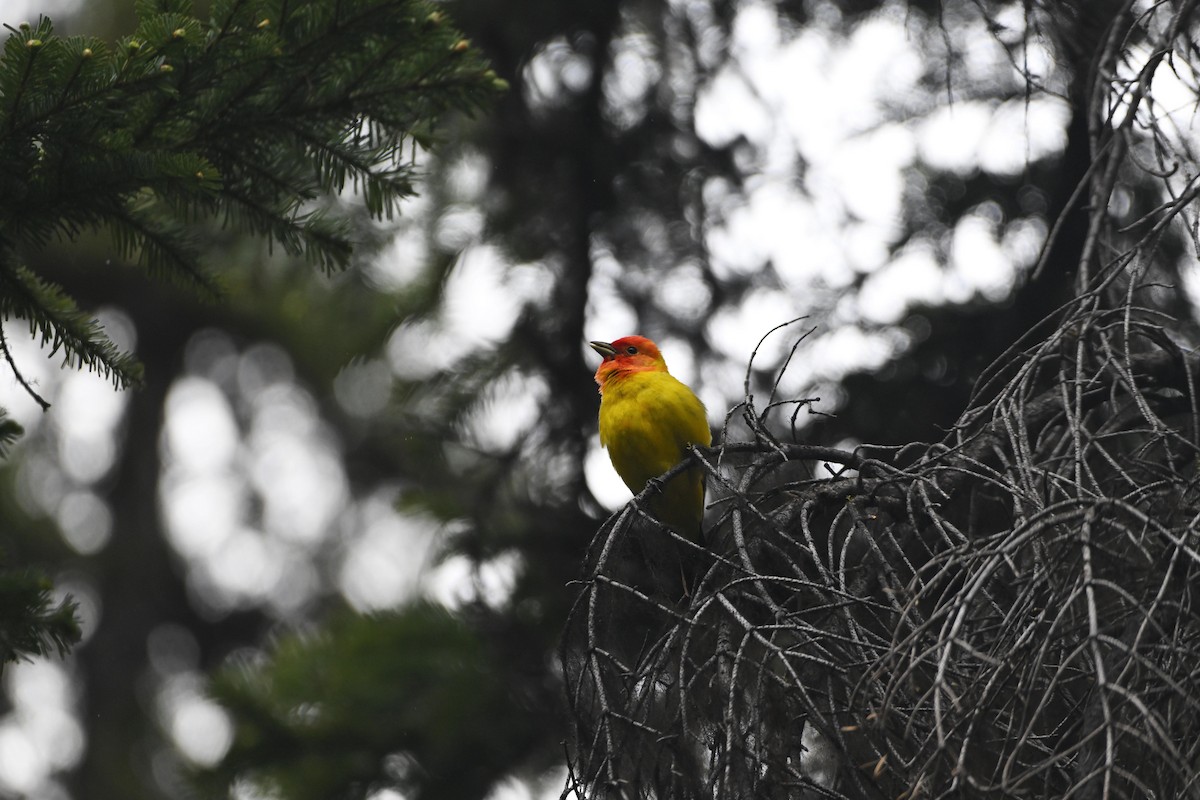 Western Tanager - D T