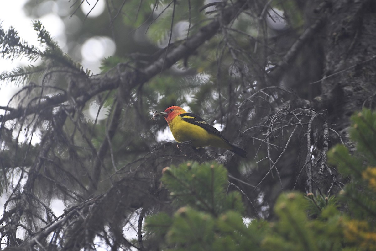 Western Tanager - ML621016869
