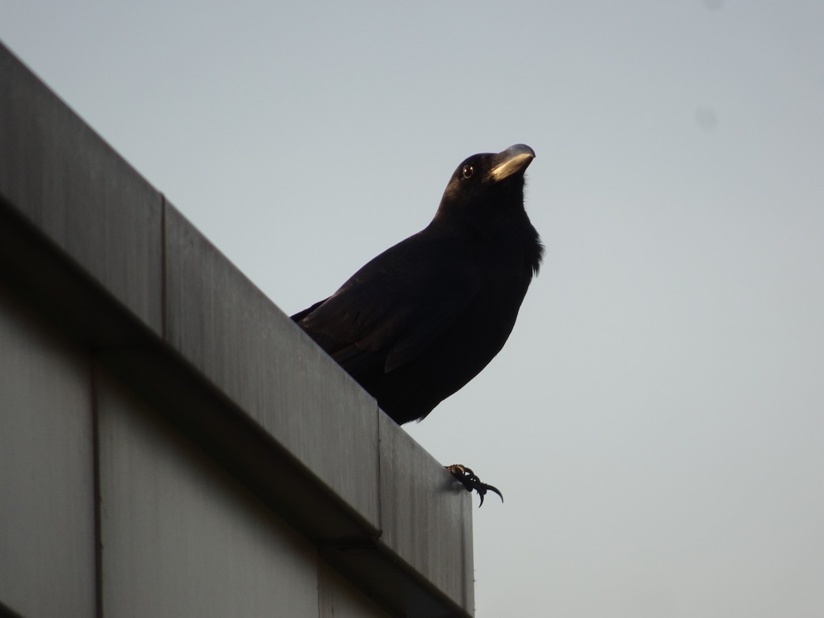 Large-billed Crow - ML621016899