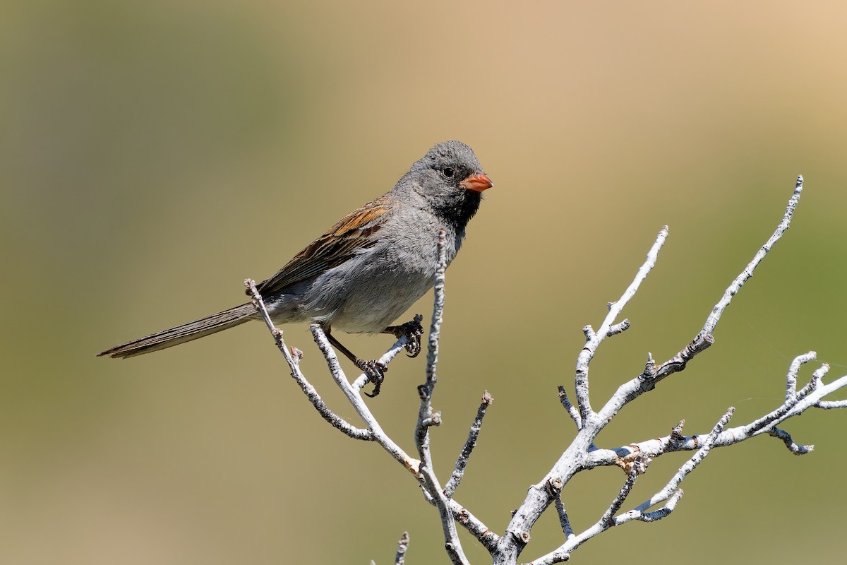Black-chinned Sparrow - ML621016972