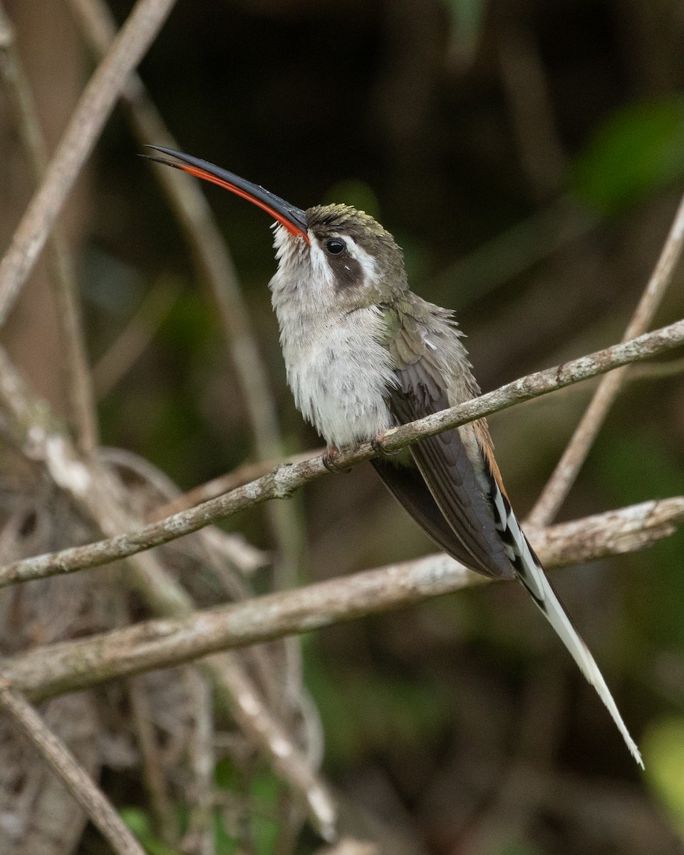 Sooty-capped Hermit - ML621016976