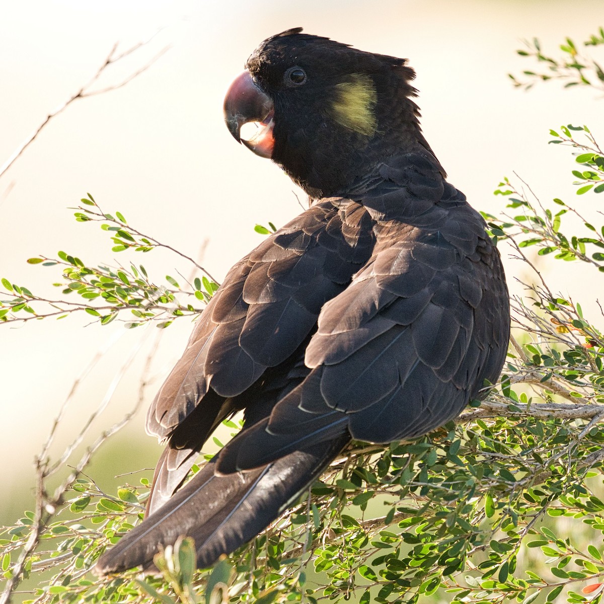 Yellow-tailed Black-Cockatoo - ML621016978