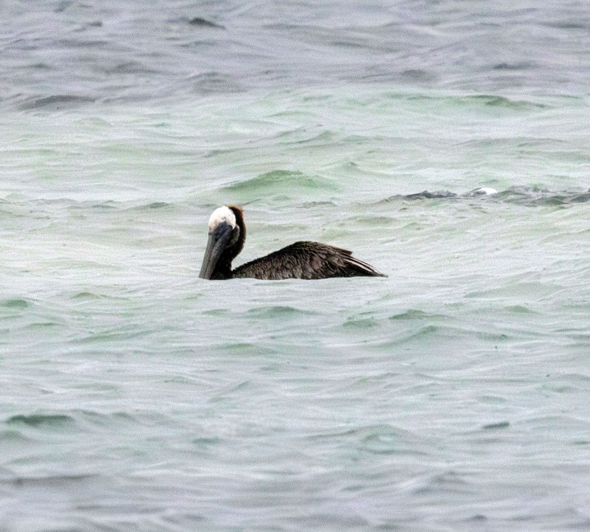 pelikán hnědý - ML621016995