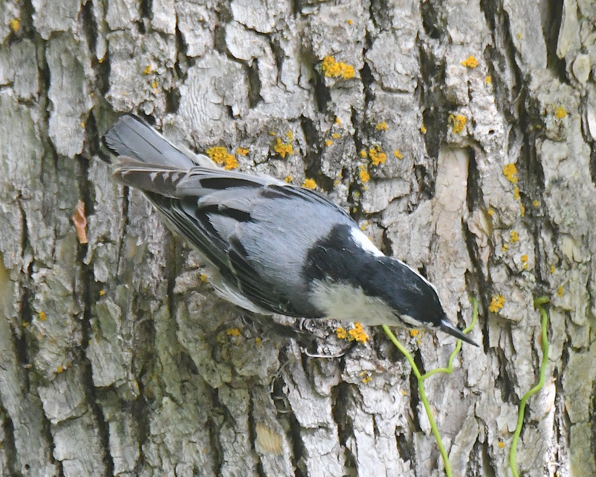 White-breasted Nuthatch (Eastern) - ML621017002