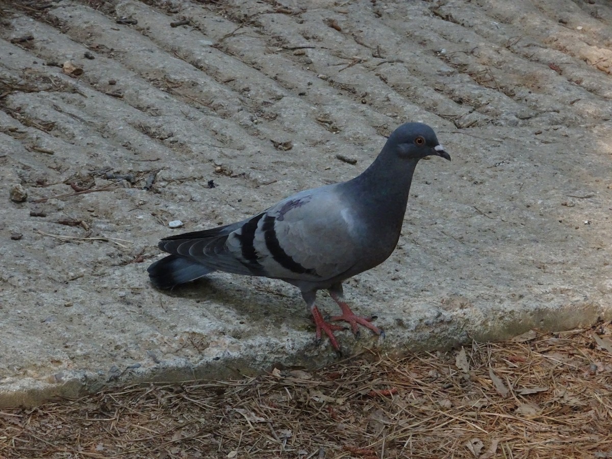 Сизый голубь (Одомашненного типа) - ML621017016