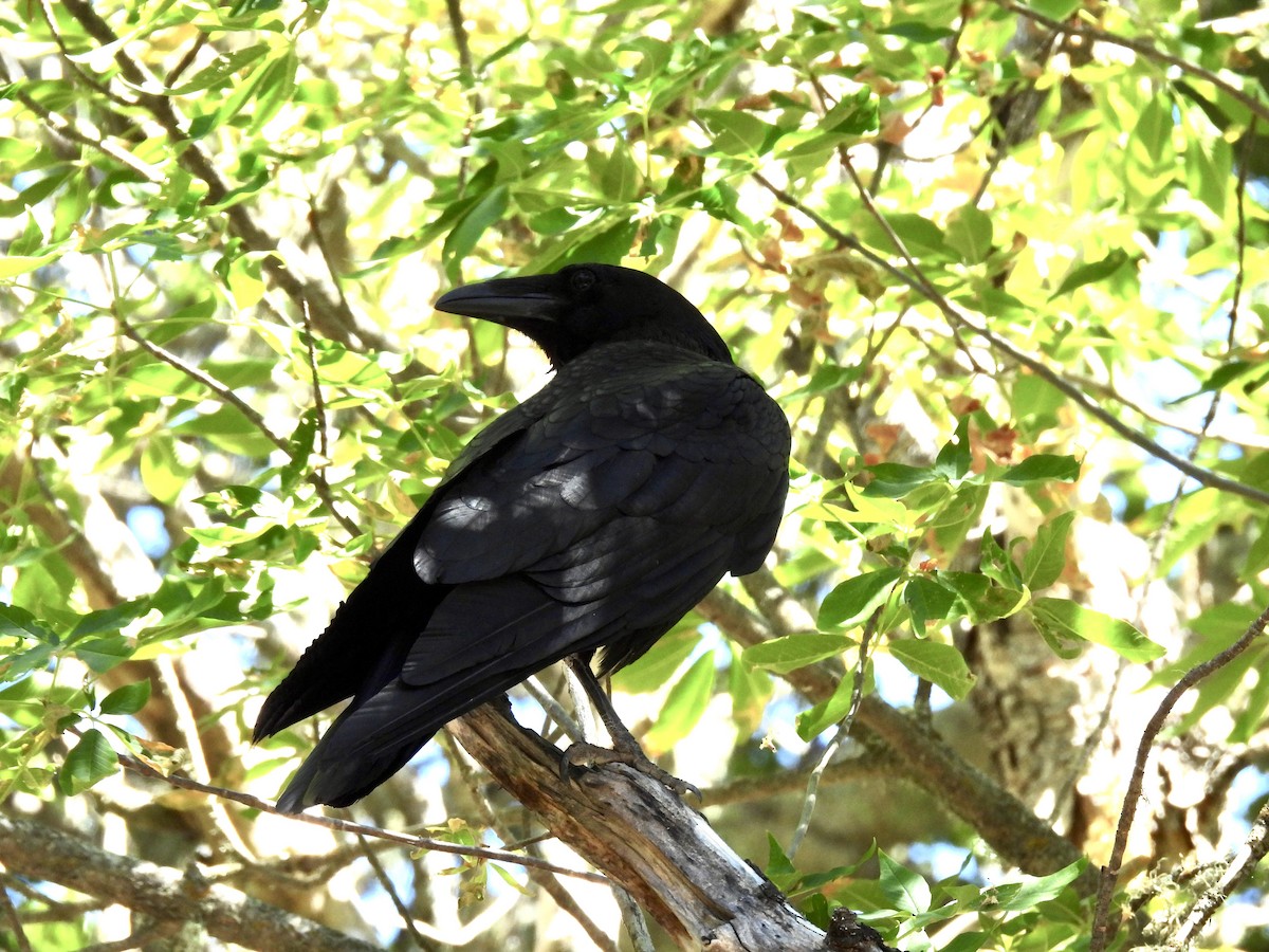 Common Raven - ML621017020