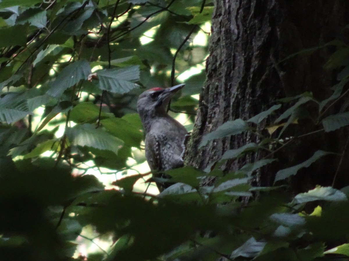 Gray-headed Woodpecker - ML621017022