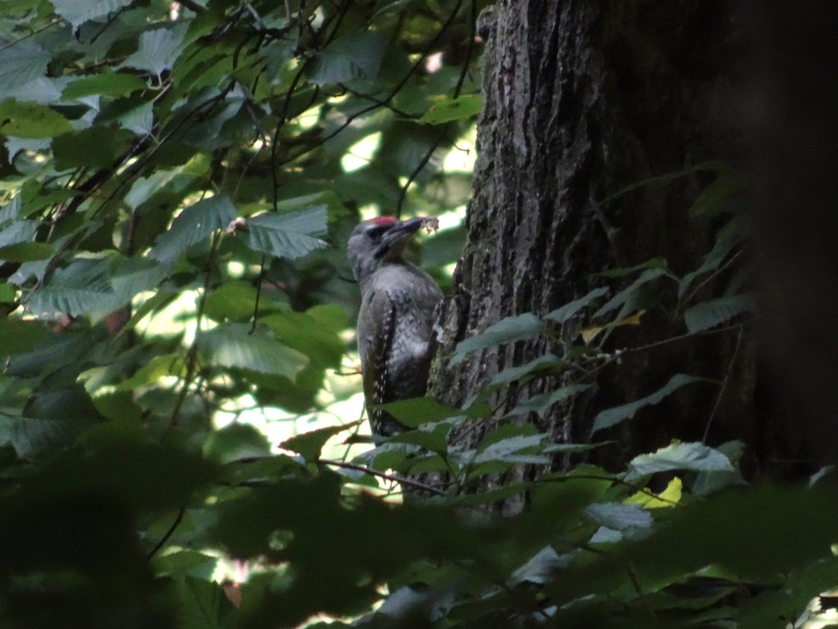 Gray-headed Woodpecker - ML621017023