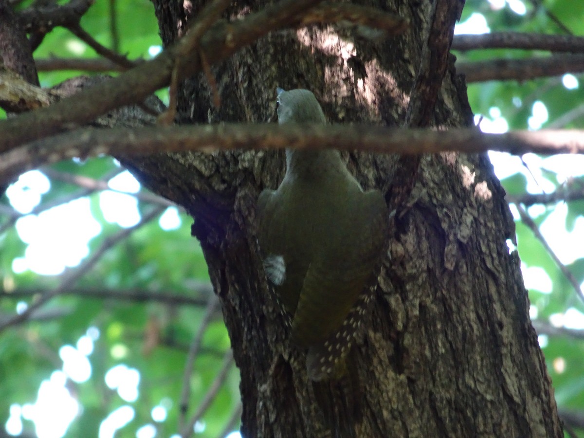 Gray-headed Woodpecker - ML621017024