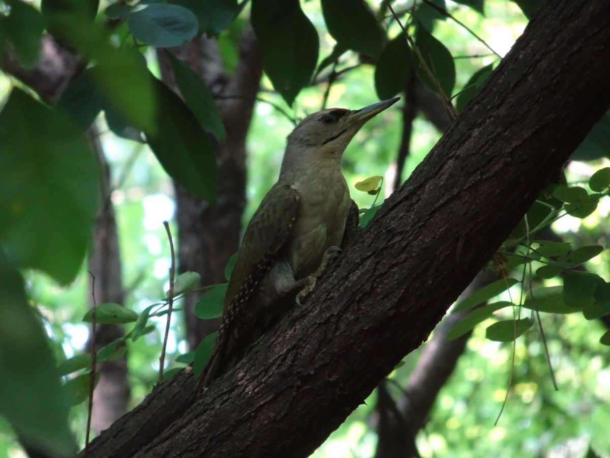 Gray-headed Woodpecker - ML621017025