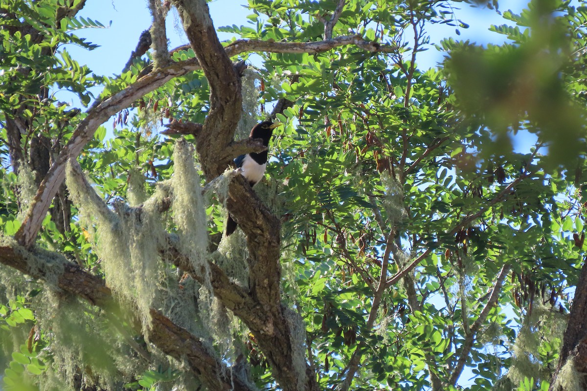 Yellow-billed Magpie - ML621017052