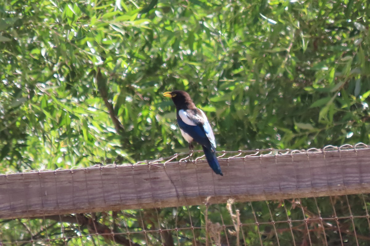 Yellow-billed Magpie - ML621017055