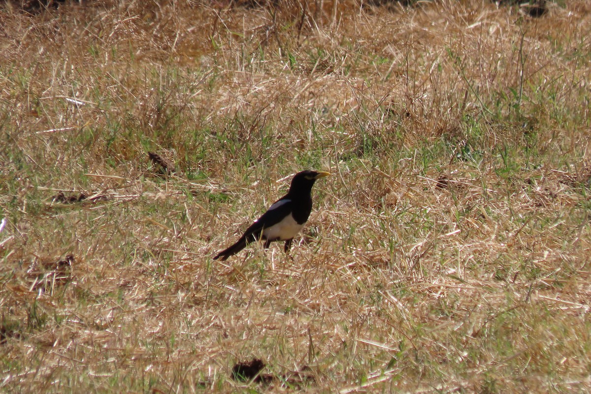 Yellow-billed Magpie - ML621017069