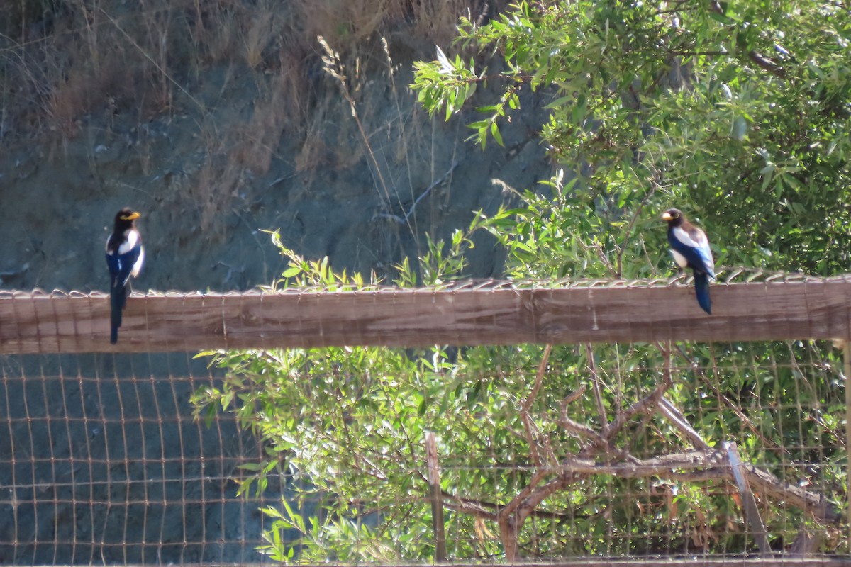 Yellow-billed Magpie - ML621017072