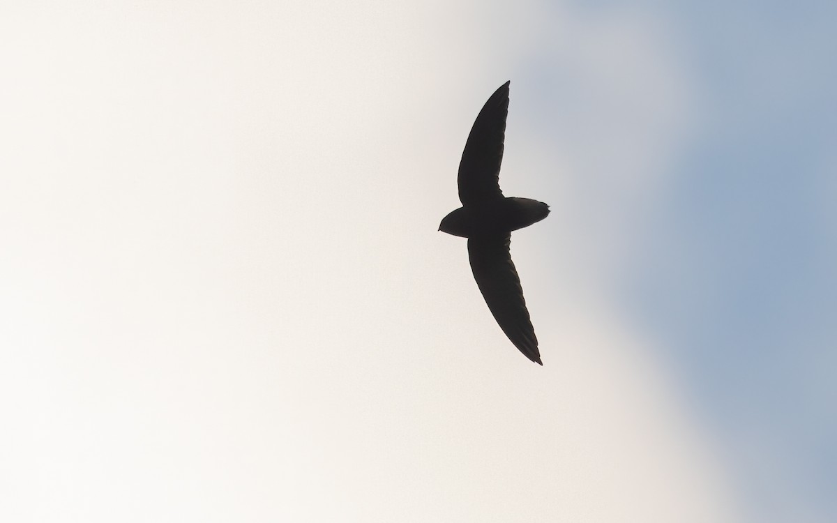 Short-tailed Swift - David Monroy Rengifo