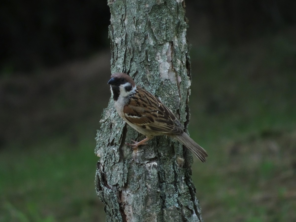 Eurasian Tree Sparrow - ML621017092