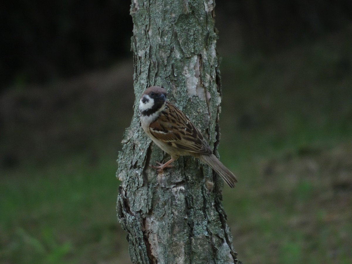 Eurasian Tree Sparrow - ML621017093