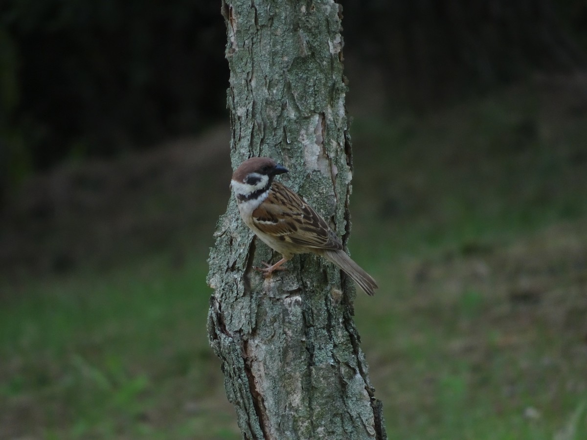 Eurasian Tree Sparrow - ML621017094