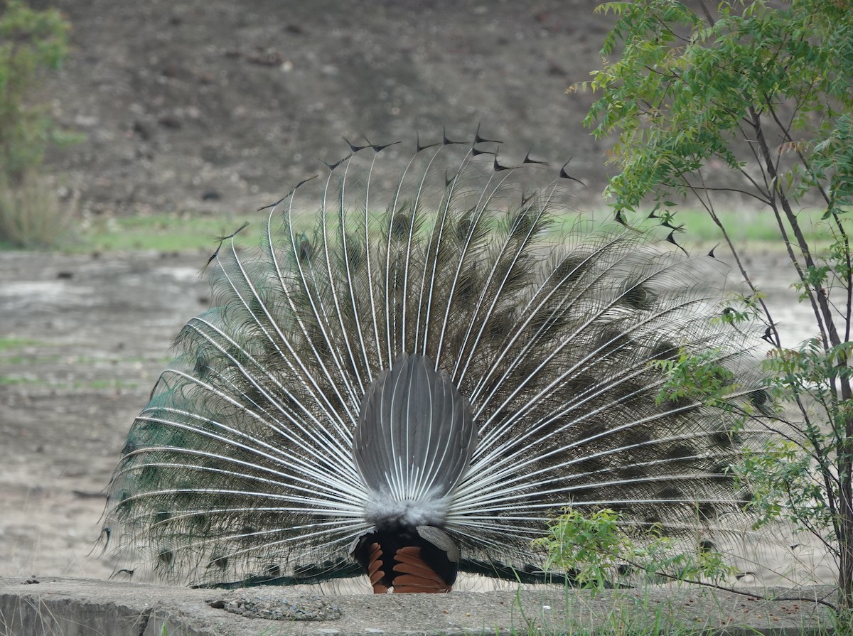 Indian Peafowl - ML621017112