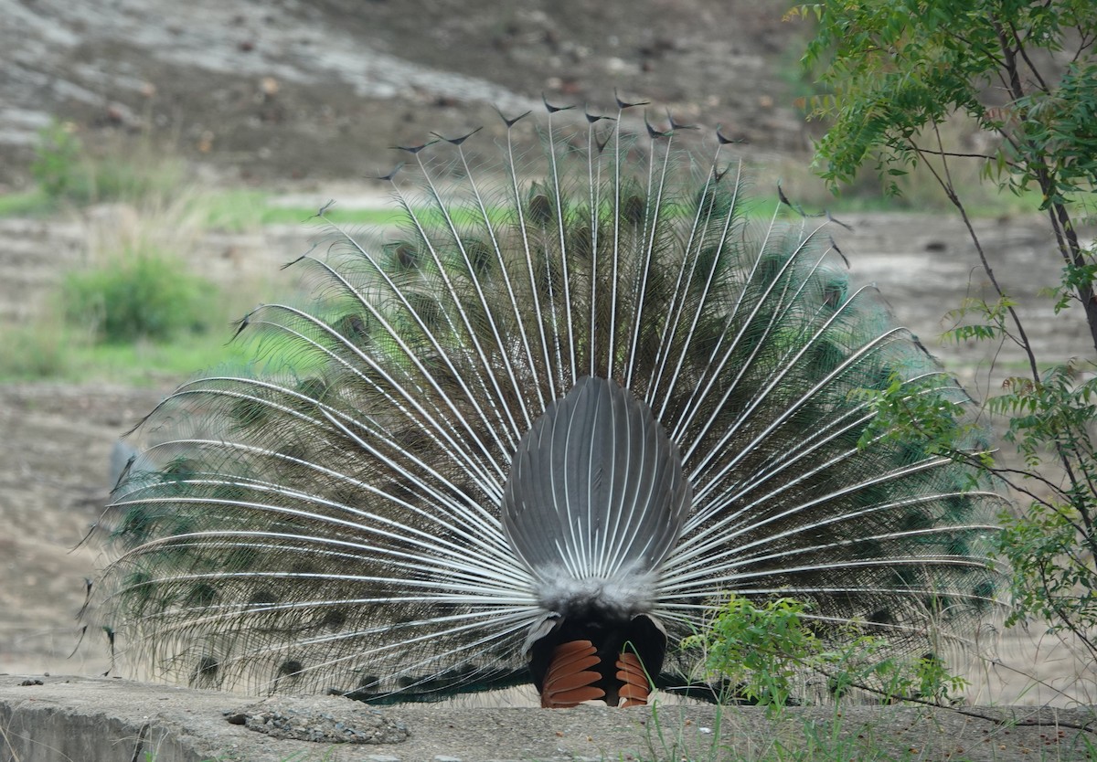 Indian Peafowl - ML621017114