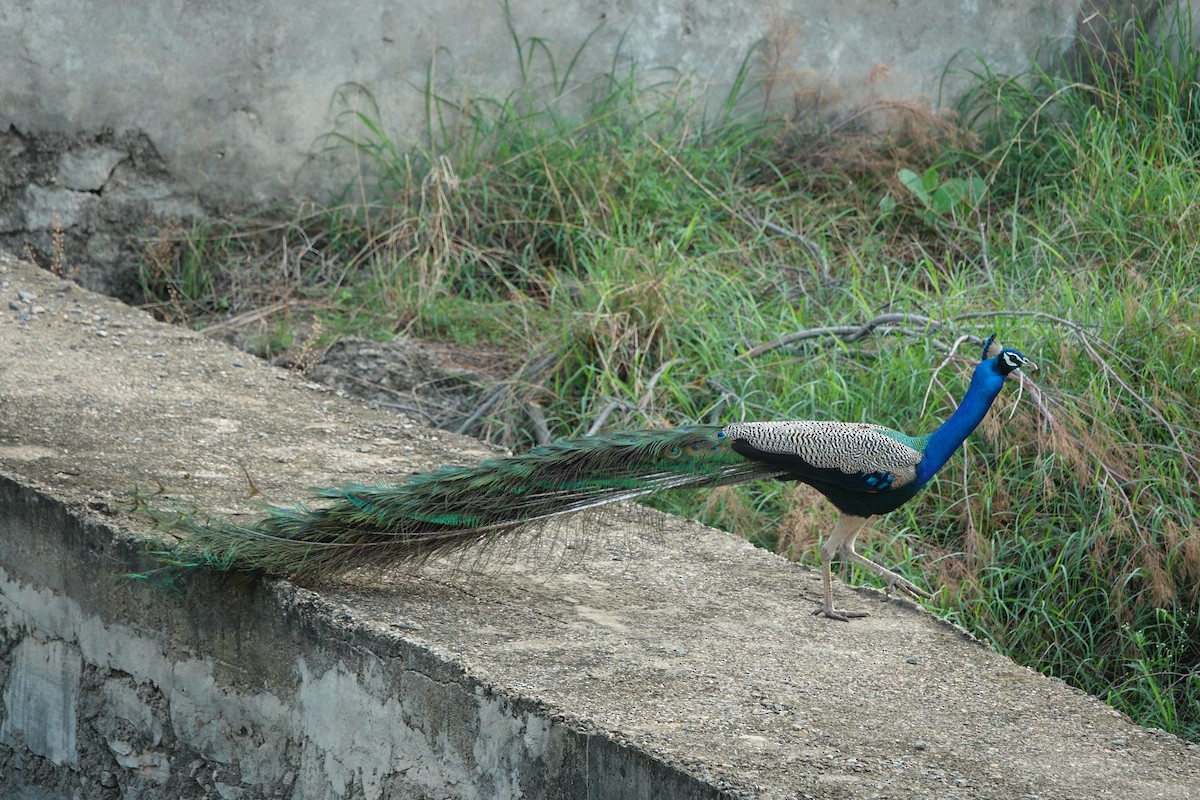 Indian Peafowl - ML621017119