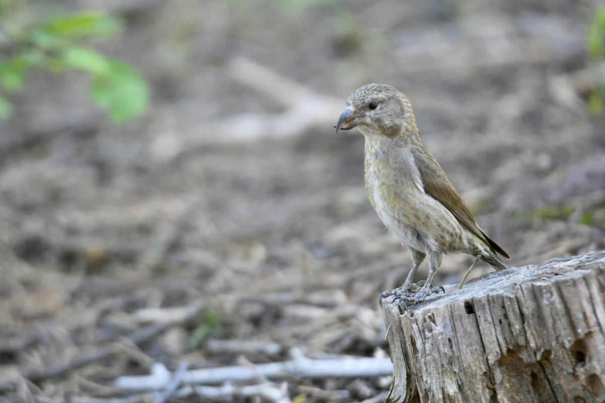 Cassia Crossbill - ML621017148