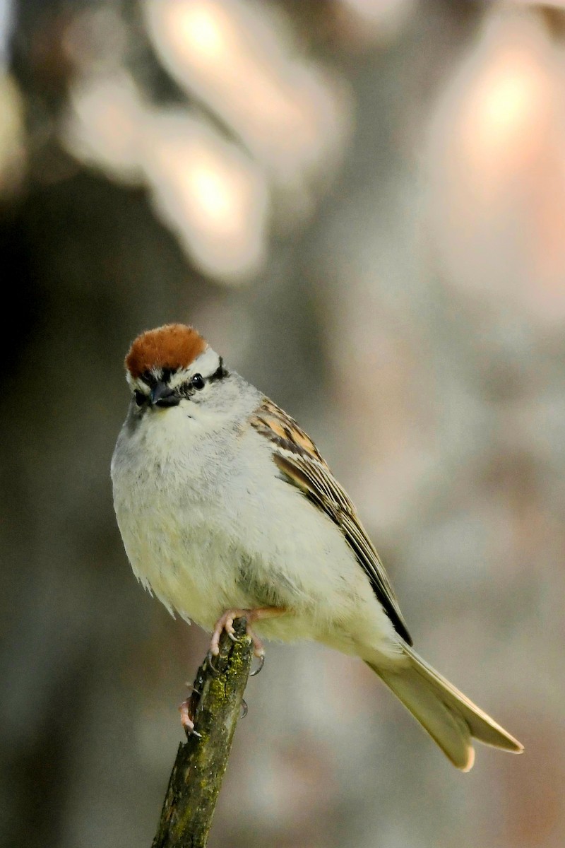 Chipping Sparrow - ML621017154