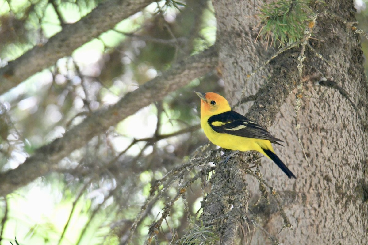 Western Tanager - ML621017163