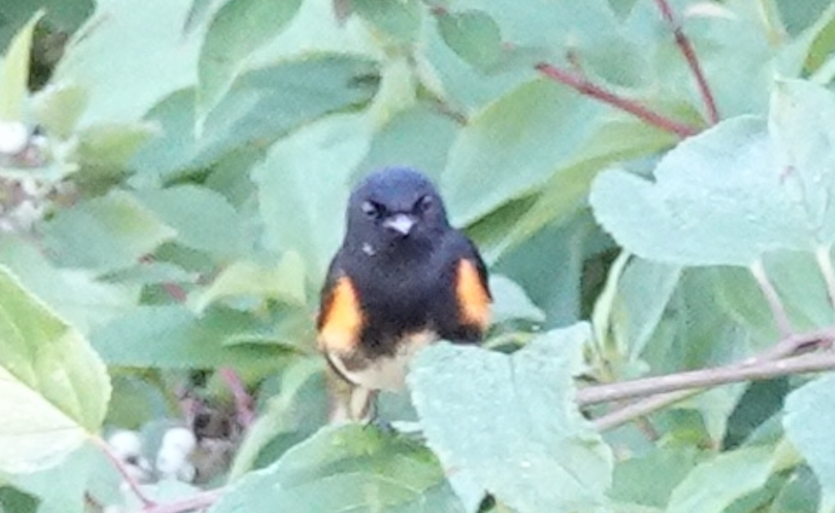 American Redstart - ML621017166