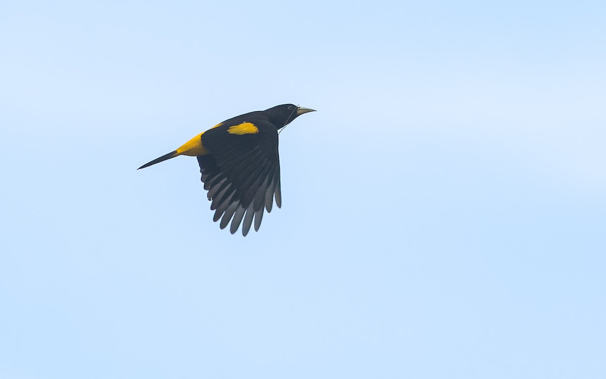 Yellow-rumped Cacique - ML621017235