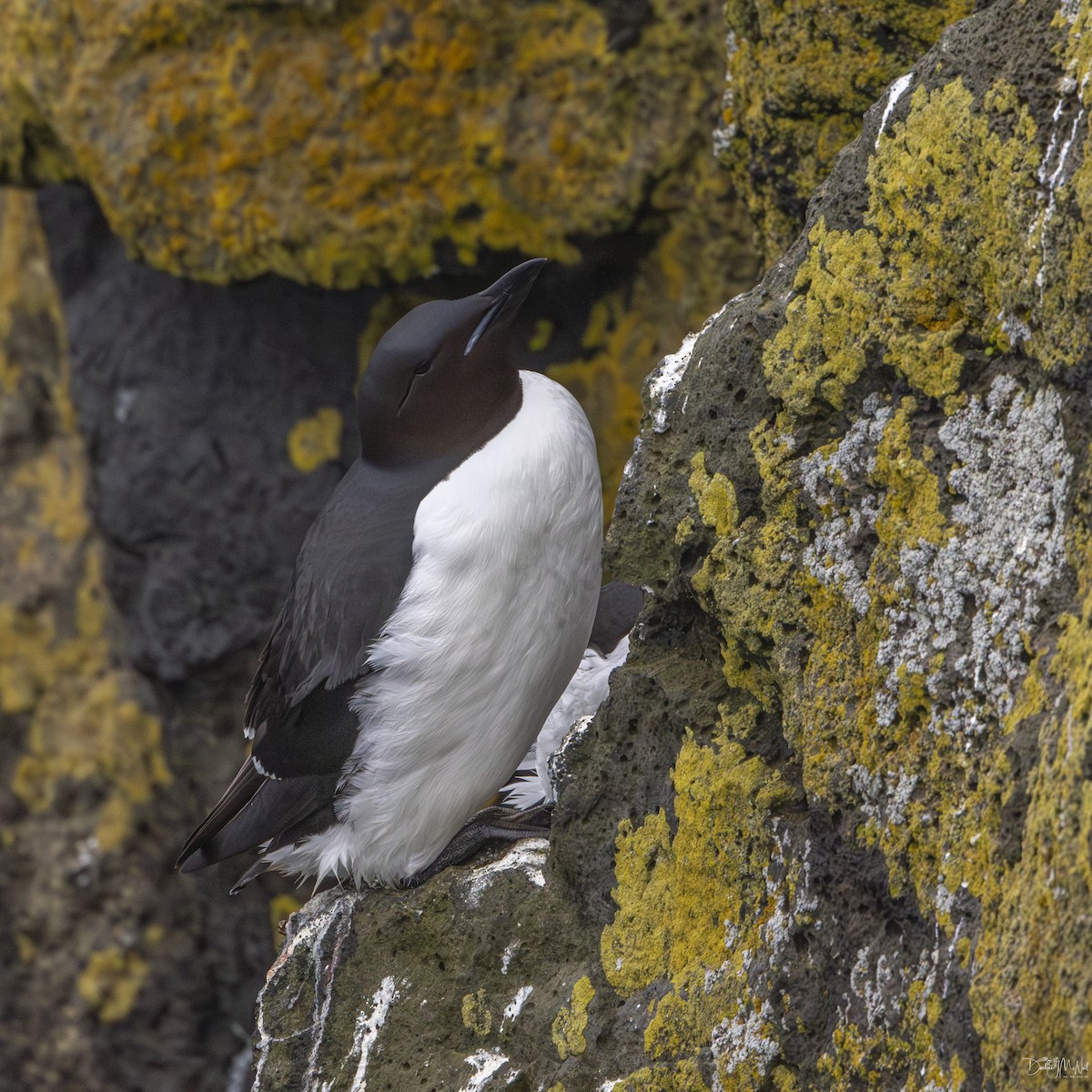 Thick-billed Murre - ML621017243