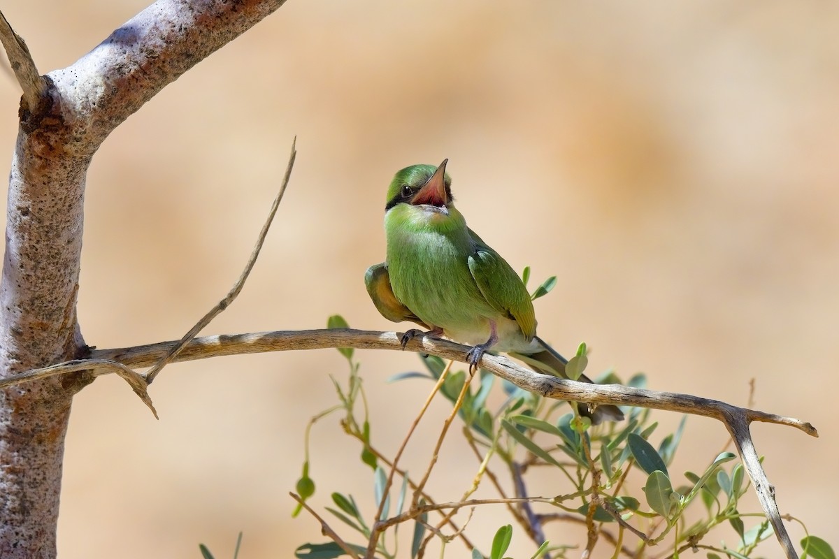 Swallow-tailed Bee-eater - ML621017244