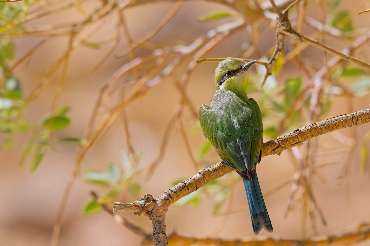 Swallow-tailed Bee-eater - ML621017246