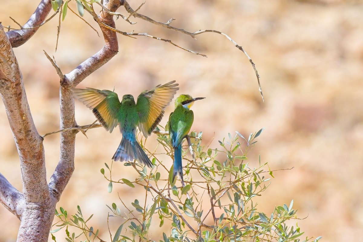 Swallow-tailed Bee-eater - ML621017247