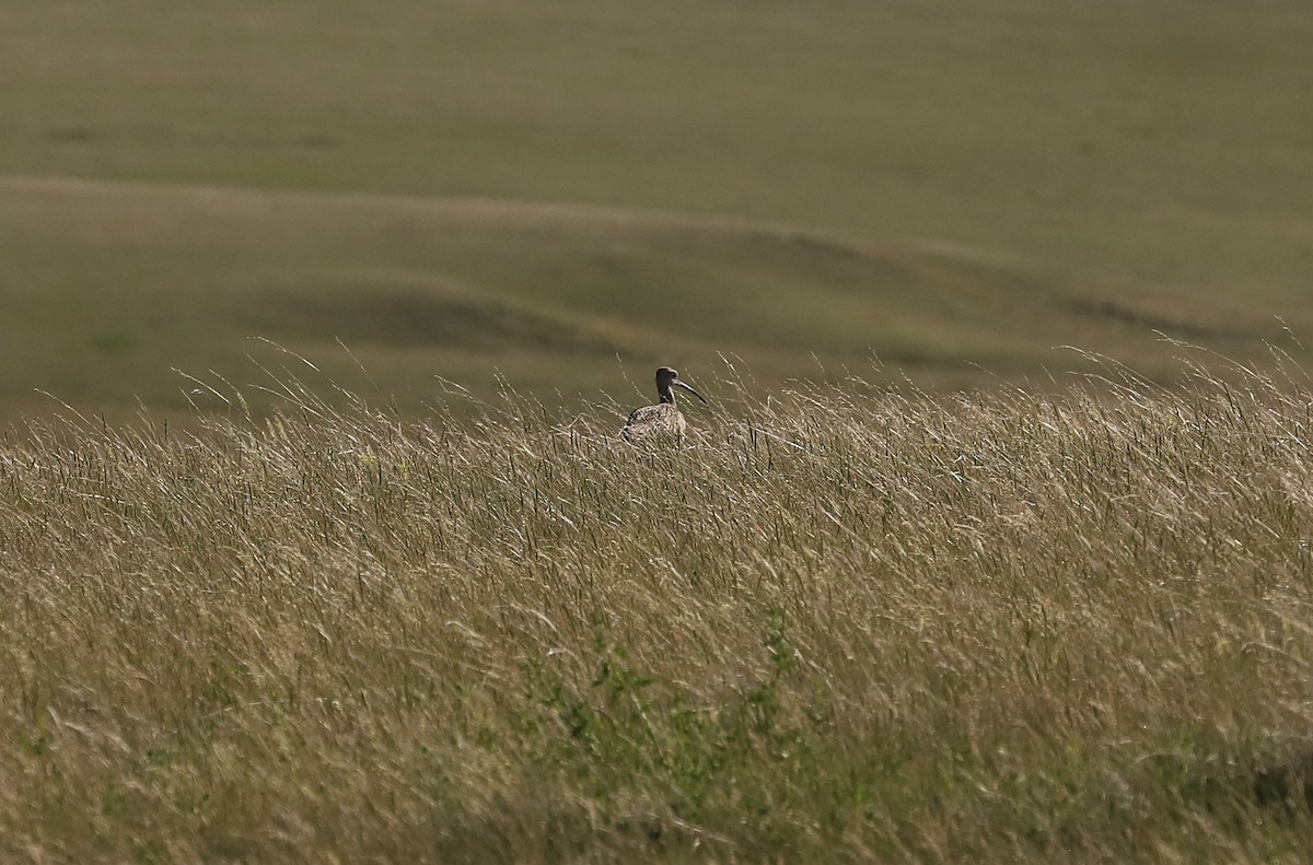 Long-billed Curlew - ML621017255