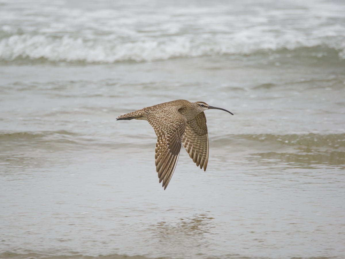 Regenbrachvogel - ML621017256