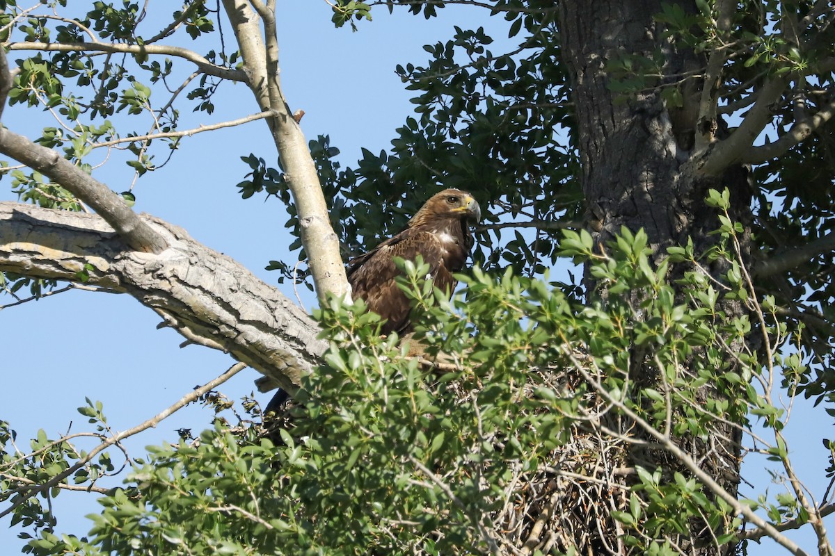Golden Eagle - ML621017264