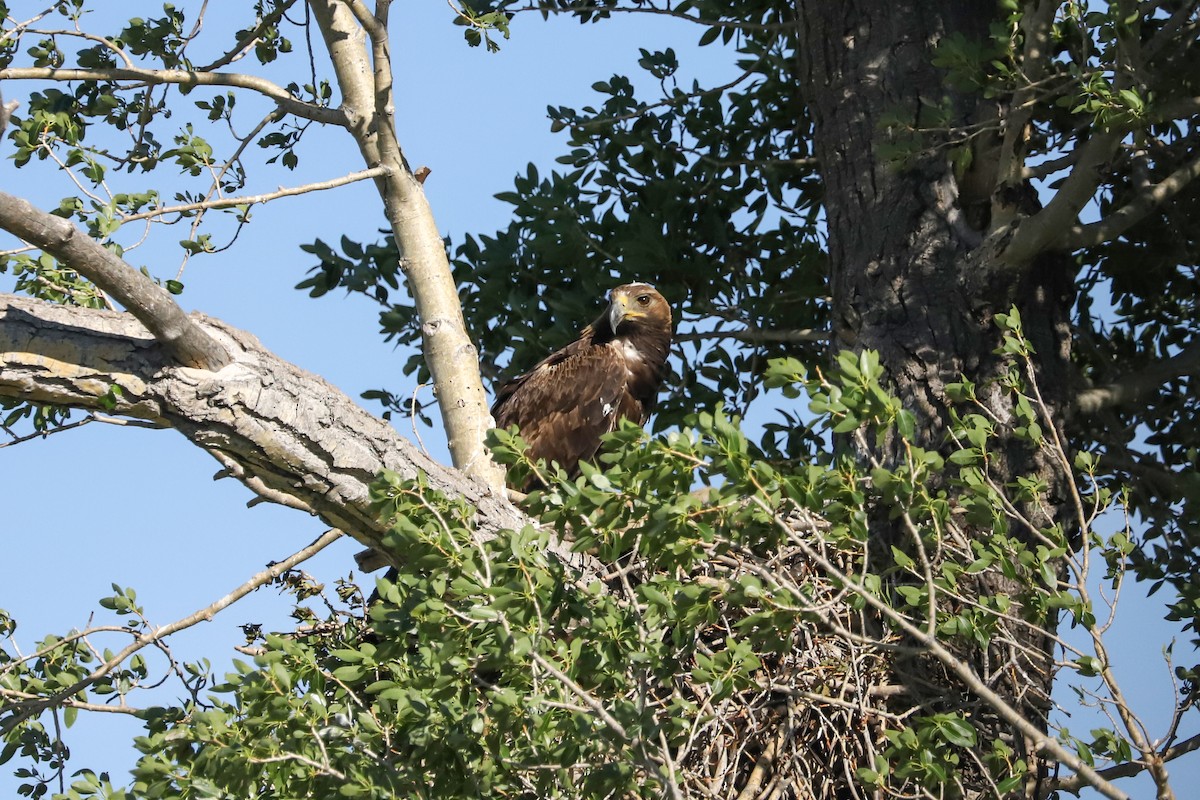 Golden Eagle - ML621017265