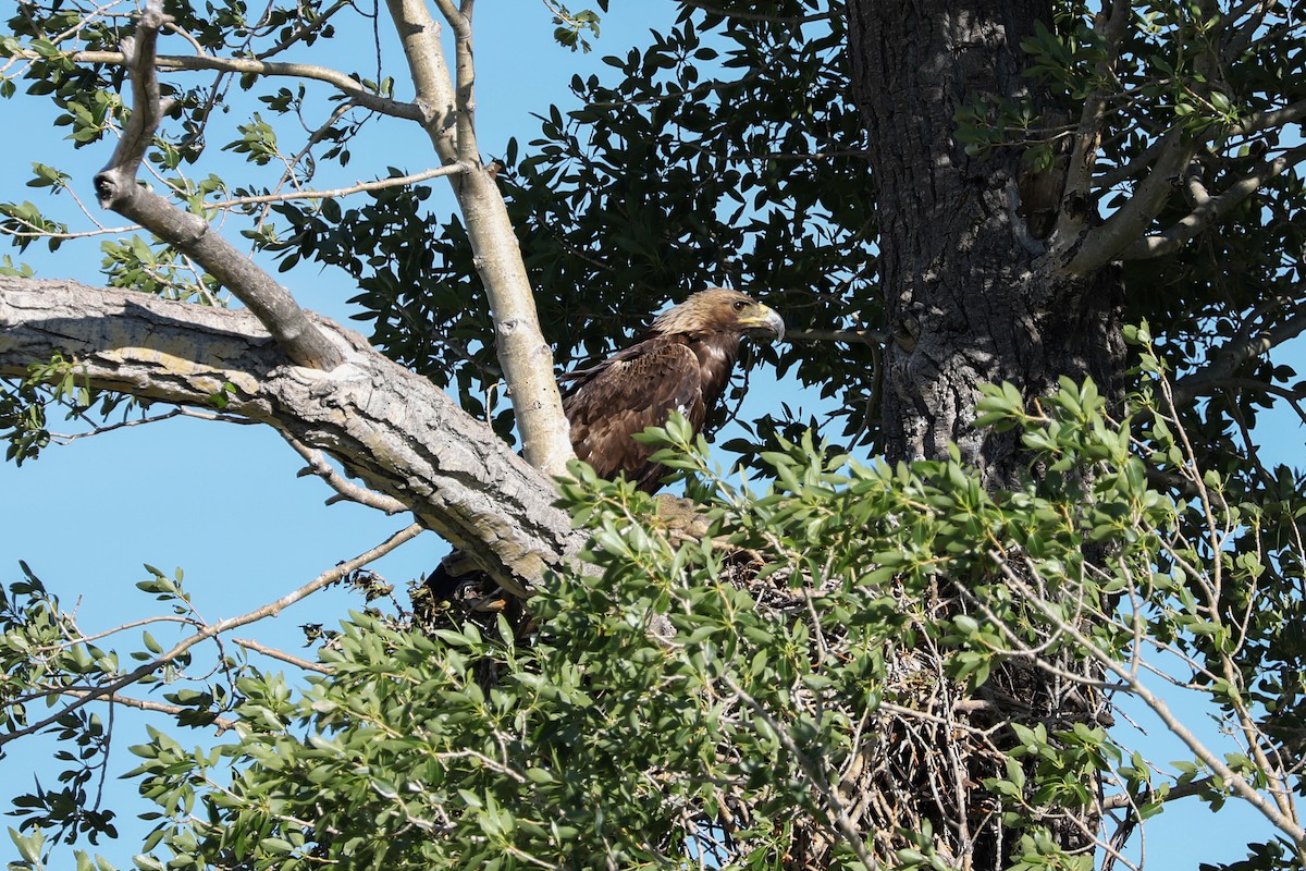 Golden Eagle - ML621017266