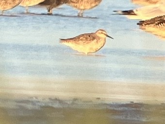 Red Knot - ML621017299