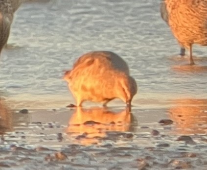 Red Knot - ML621017303