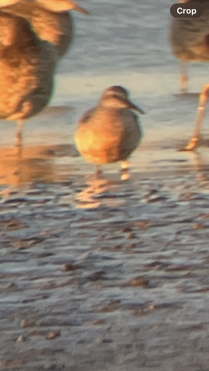 Red Knot - ML621017304