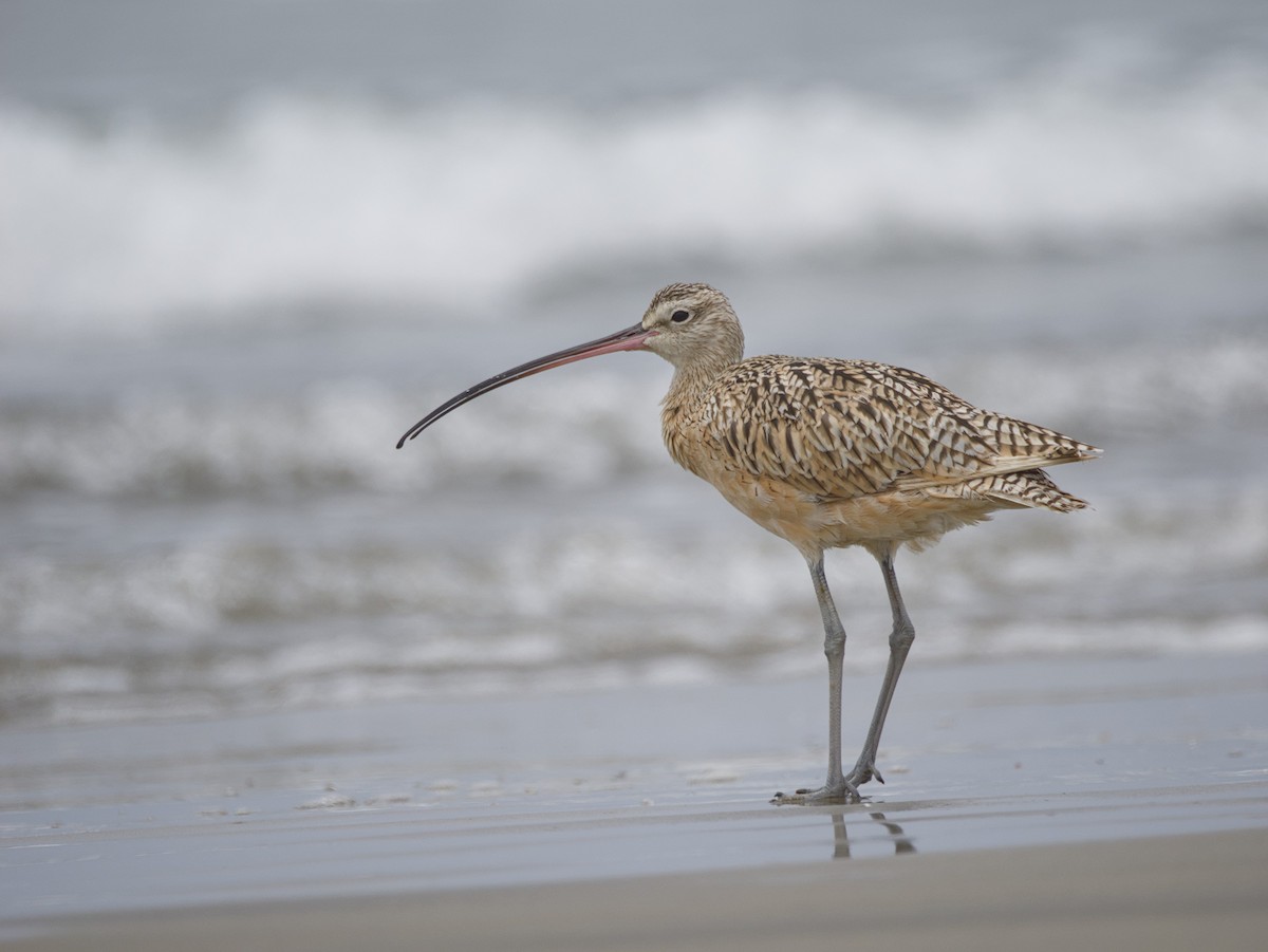 Long-billed Curlew - ML621017313