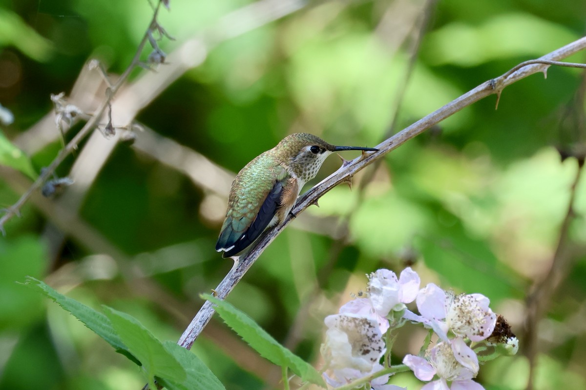 Rufous Hummingbird - ML621017344