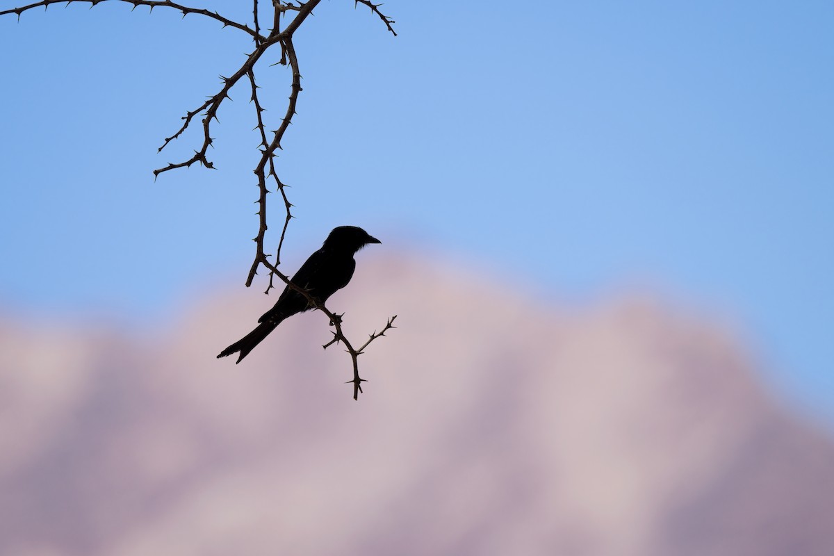 Fork-tailed Drongo - ML621017375