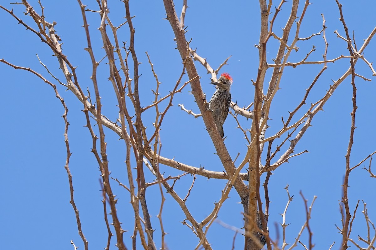 Cardinal Woodpecker - ML621017376