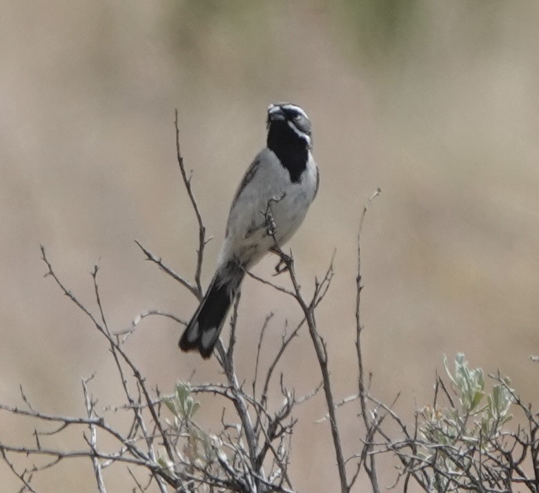 Black-throated Sparrow - ML621017381