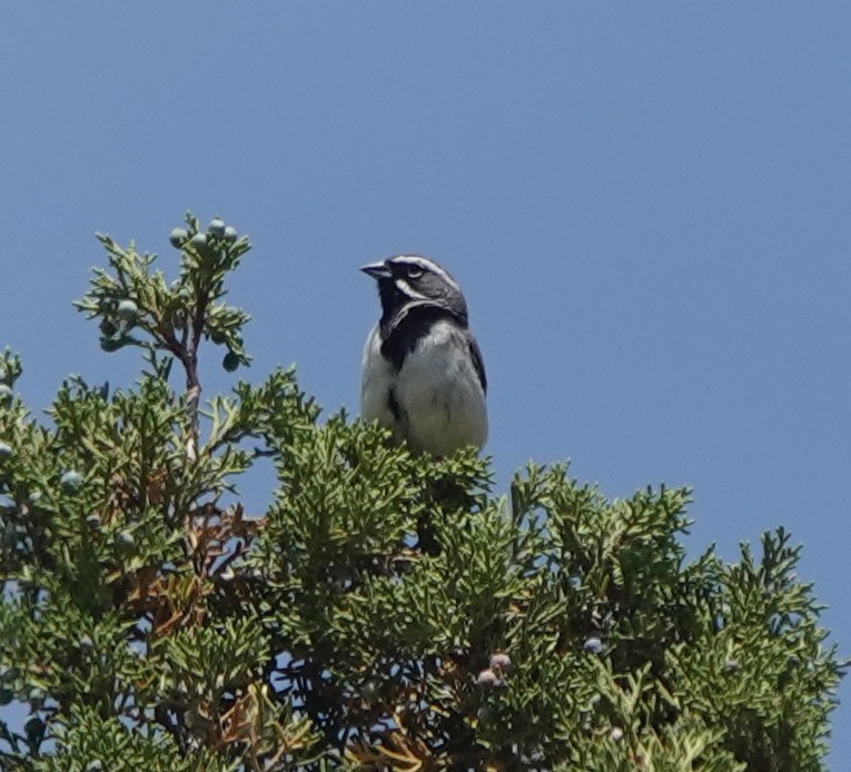 Black-throated Sparrow - ML621017382