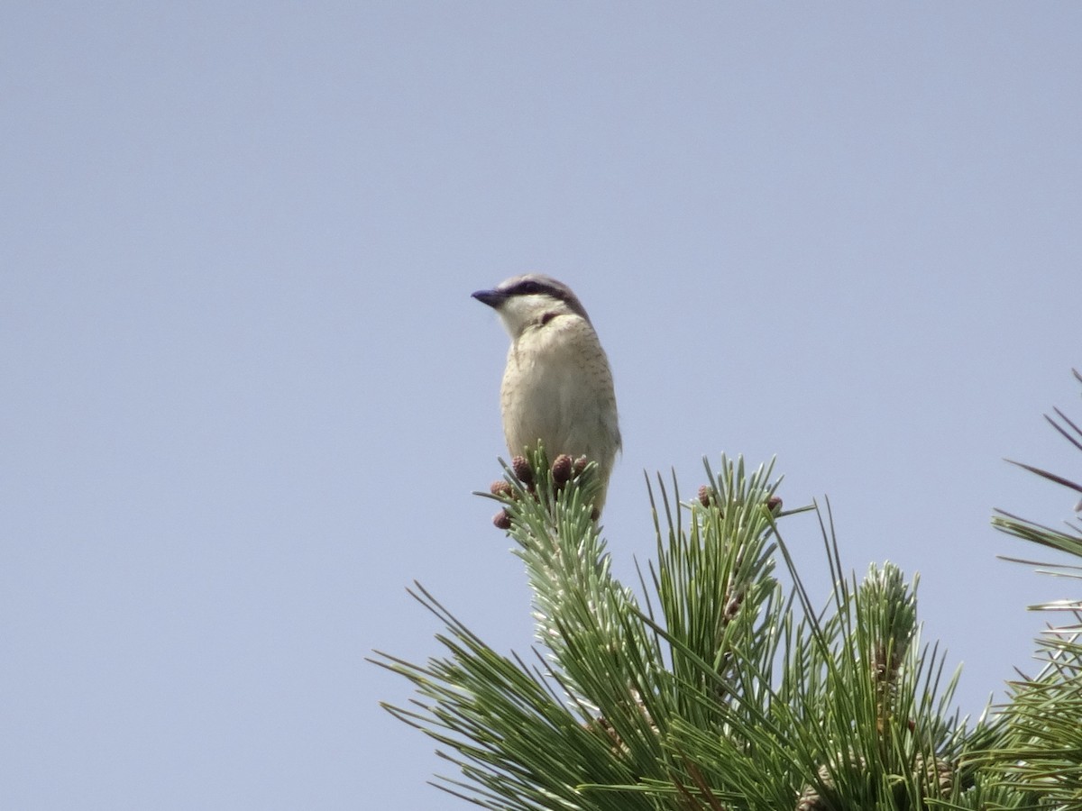 Brown Shrike - Seunghyun Lee