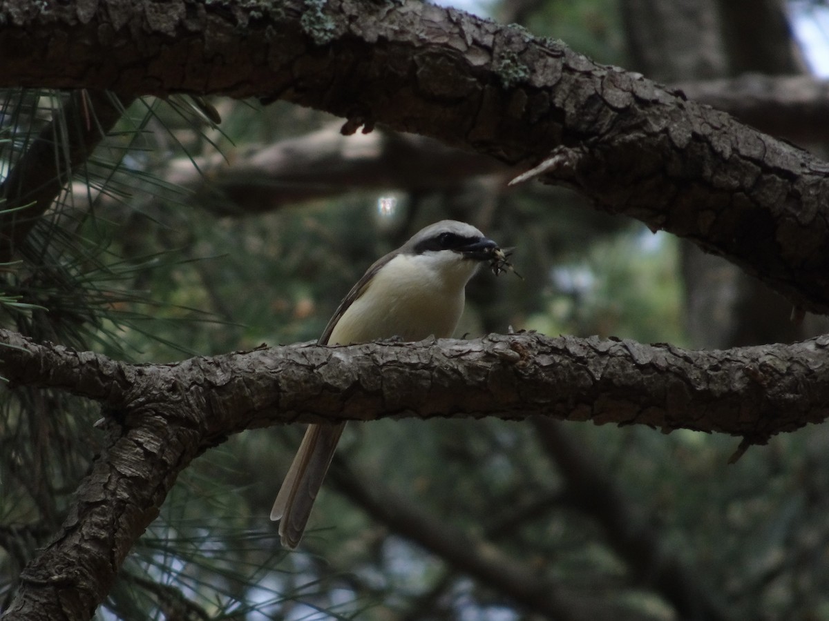 Brown Shrike - Seunghyun Lee